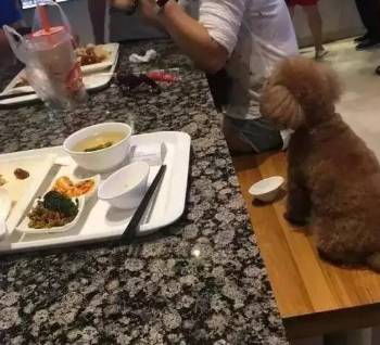 宠物狗不能进餐馆怎么办