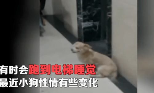 邻居在楼道里养宠物狗怎么办