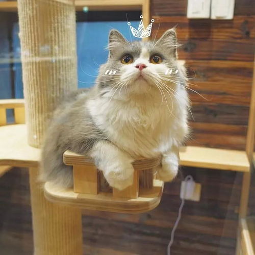 白毛小宠物猫怎么养活