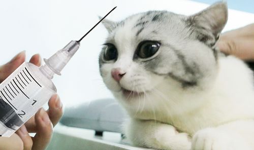 宠物猫怎么给它打针