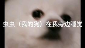 别人打我宠物狗我应该怎么办