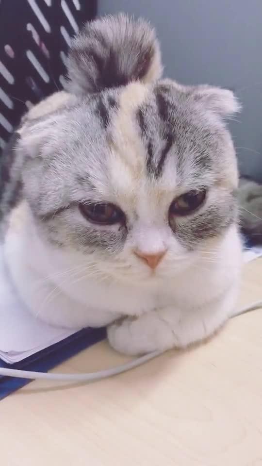 宠物猫怎么扎球球