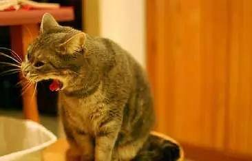 宠物猫有时会吐怎么回事