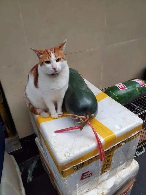 怎么快速卖掉宠物猫
