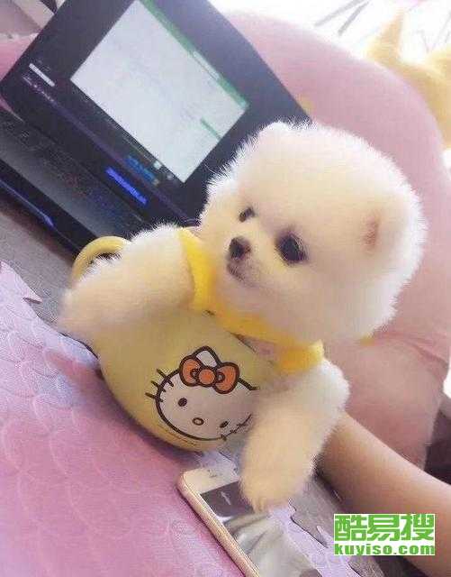 茶杯犬一个多少钱