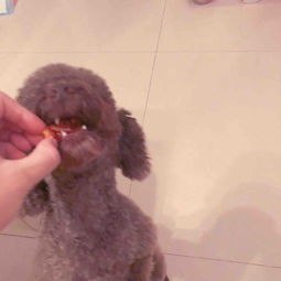 宠物狗零食烤箱怎么做的