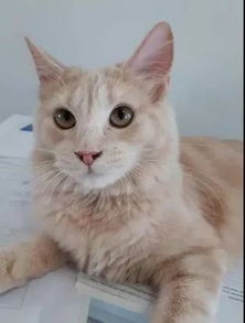 宠物猫每天需要怎么喂养