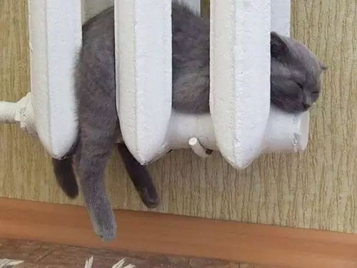宠物猫粮店怎么开