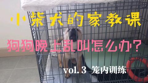 小宠物狗到新家怎么办呀