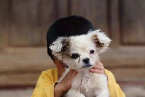 养宠物狗狂犬病发作怎么处理