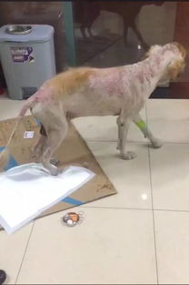 宠物店训狗多少钱