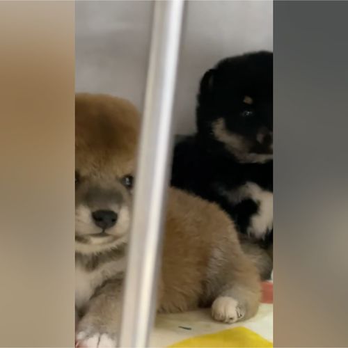 宠物狗刚接回来怎么养