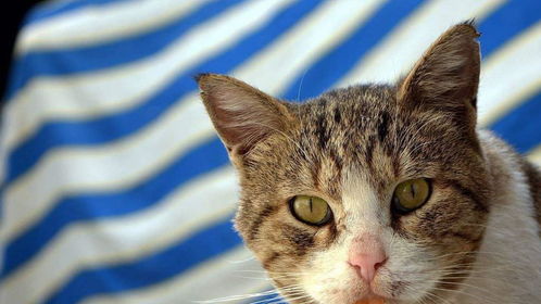 宠物猫怎么咬人的