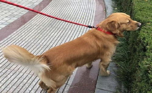 家里养的宠物狗遛狗怎么遛啊