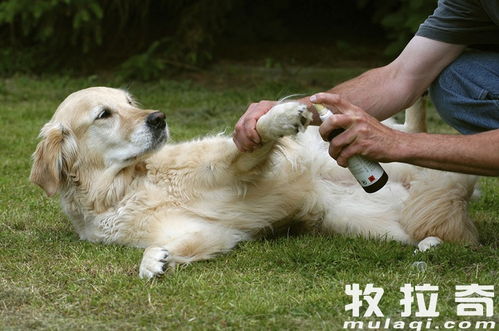 宠物狗被摔伤了怎么办啊