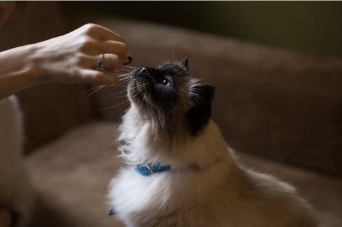 宠物猫饭盆大小怎么选