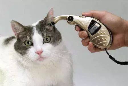 宠物猫体温怎么测量