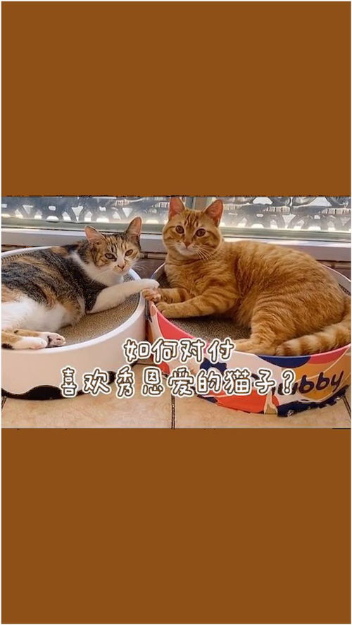 你怎么对待宠物猫
