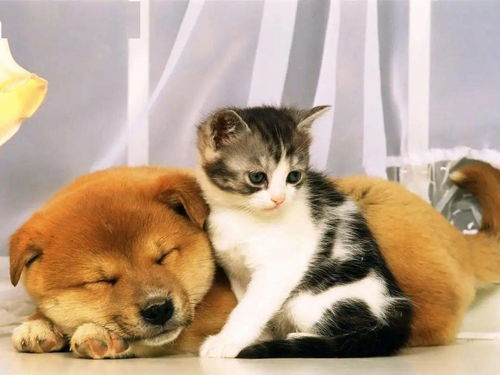 怎么买狗狗宠物猫