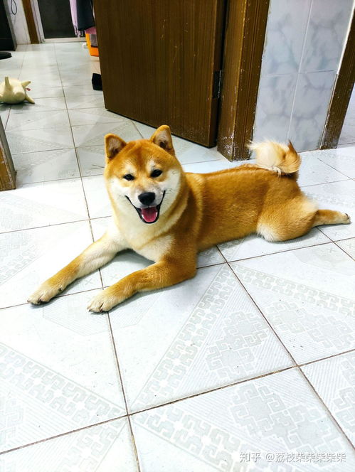 一般的柴犬多少钱一只