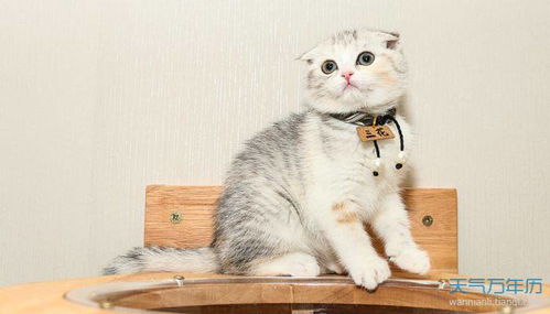 英国宠物猫怎么起名的