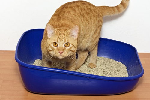 小猫一个月多少猫粮
