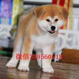 日本秋田犬多少钱一只