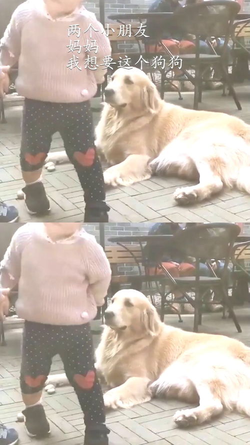 小孩儿想要宠物狗怎么办