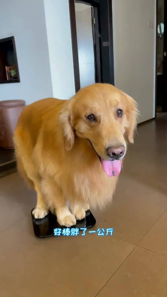 给宠物狗量体重怎么量的