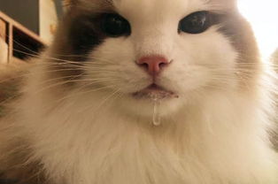 怎么给宠物猫漱口