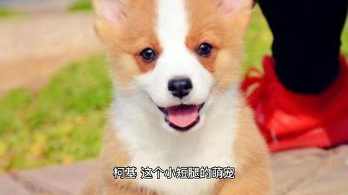 宠物狗柯基怎么养好看的