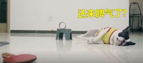 宠物狗乒乓球怎么打出来