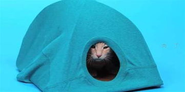 用棉花做宠物猫窝怎么做