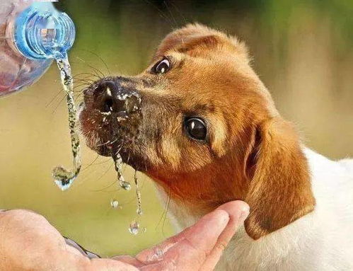 宠物狗不想喝水怎么办呢