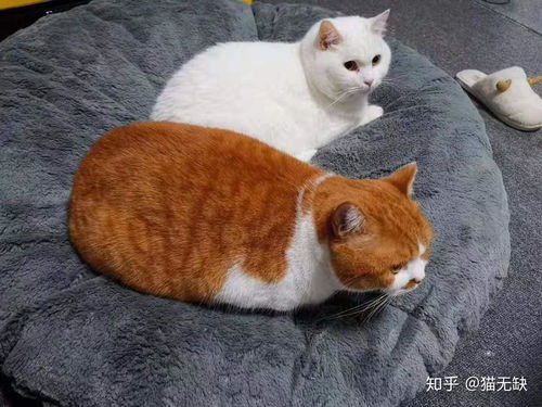 怎么买春节宠物猫呢