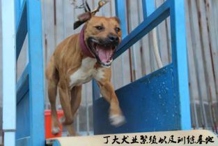 纯比特犬价格多少