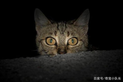 宠物猫晚上怎么叫