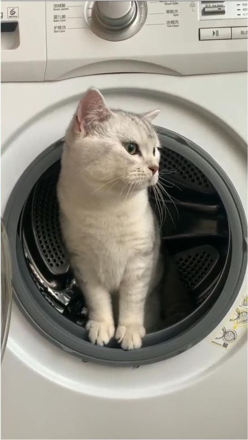 宠物猫衣服怎么勾织