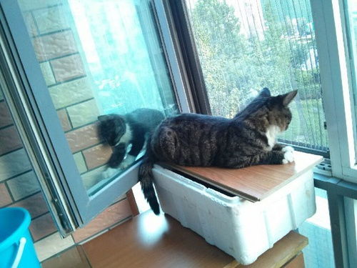 宠物猫排梳怎么用