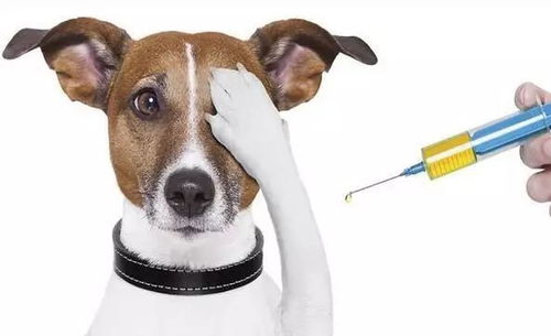 宠物狗怎么得上狂犬病的