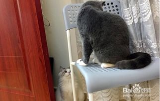 老家怎么养宠物猫