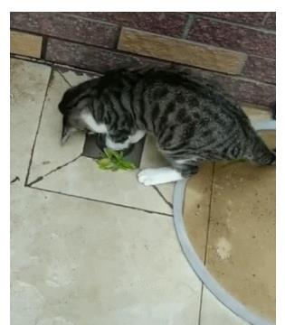 宠物猫堵到下水道怎么办