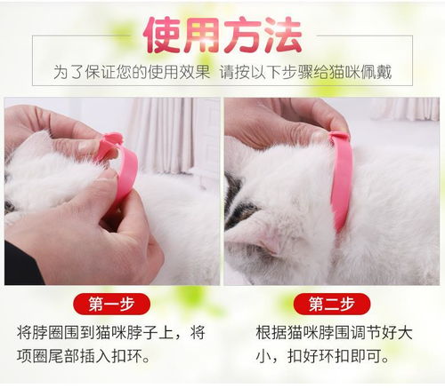 宠物猫怎么去除猫虱子虫