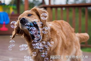 宠物狗吃塑料了怎么办