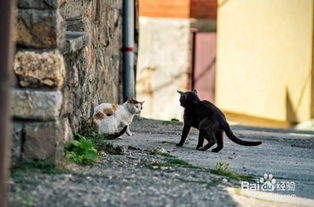 怎么预防宠物猫走丢