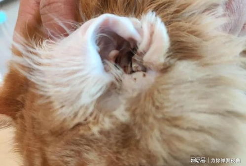 宠物猫耳朵怎么拔