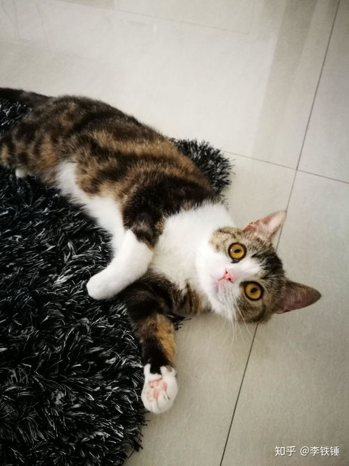 买宠物猫怎么砍价