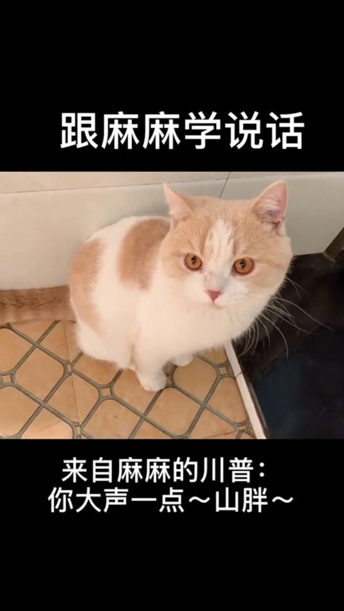 怎么教宠物猫说话呢