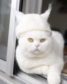 宠物猫帽子怎么做