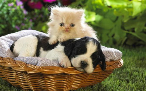 想养猫咪宠物狗怎么办呀